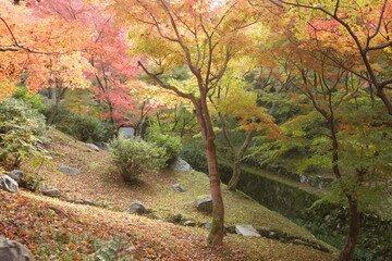 紅葉の中を歩く人