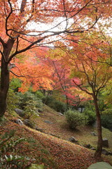 紅葉のある風景