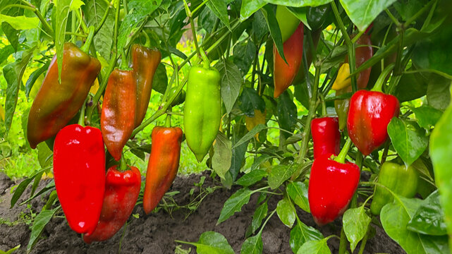 Ripe sweet peppers growing on a plant in an organic garden after rain