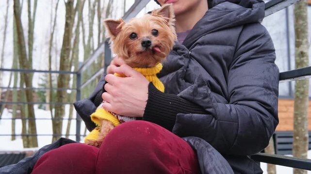 Close-up of small dog trembling from cold on womans lap. Winter vulnerability and protective care from owner.