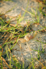 Obraz premium Close-up Sand Colored Crab Walking on Tropical Beach Shoreline
