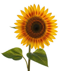 Fototapeta premium Vibrant sunflower with green leaves isolated on transparent background