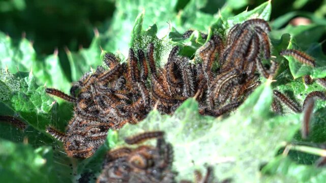 a large group of moth caterpillars. They defend themselves using venomous hairs and silk-like threads