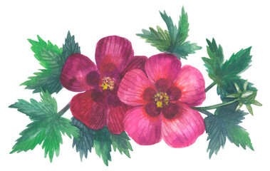 Monarch Rosemallow flower. 
Watercolor hand drawing painted illustration.