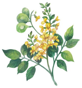 Narra flower. 
Watercolor hand drawing painted illustration.