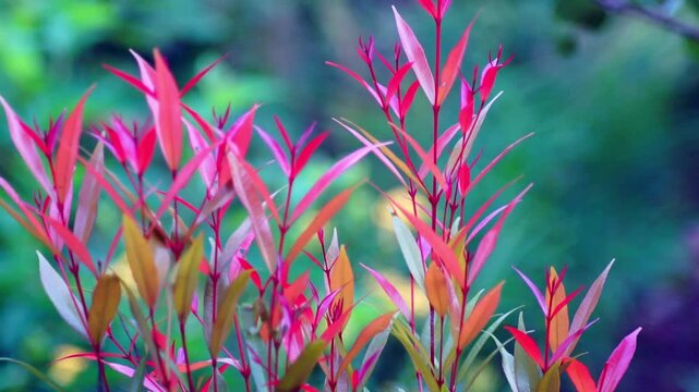 Syzygium Myrtifolium Known as Eugenia Oleina Pink Buds swing in the breeze