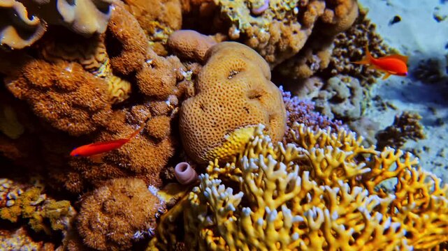 Underwater close-up of reef-building corals and biodiversity on a dive