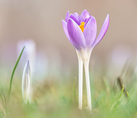 Krokusse im Sonnenschein
