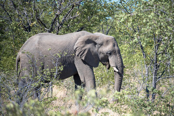 Fototapeta premium Elephant, Etosha National Park, Namibia