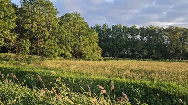 Scenic summer view of the English countryside in Lincolnshire, featuring wide open green fields, lush grass, and distant tree lines under a bright sunny sky. Peaceful rural farmland landscape.