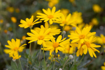 Yellow daisy bush, Scientific name; Euryops pectinatus