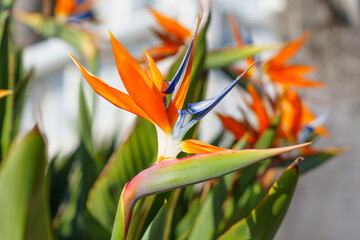 Vibrant Bird of Paradise Flowers Blooming in California Sunshine