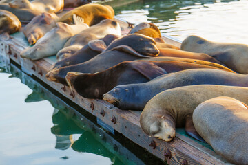 Fototapeta premium California Sea Lions Sleeping on Wooden Pier at Sunset in Oceanside