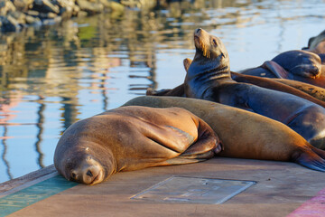 Sea Lions Basking on Sunny Dock in Oceanside Harbor California © Katie Chizhevskaya