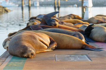 California Sea Lions Resting on Harbor Dock in Oceanside Marina © Katie Chizhevskaya