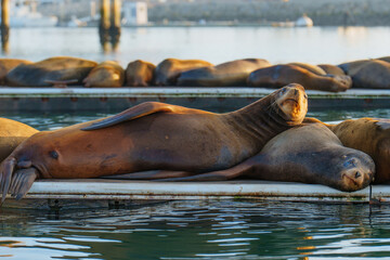 Fototapeta premium California Sea Lions Resting on Floating Harbor Dock in Oceanside