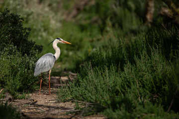 Fototapeta premium Grey heron standing in Mediterranean scrub vegetation
