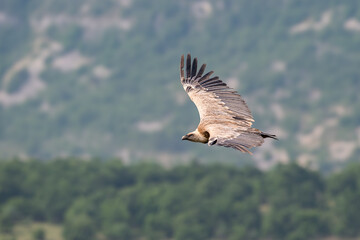 Obraz premium Griffon vulture soaring above mountain landscape