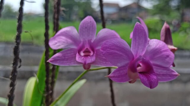 stunning Phalaenopsis orchid (anggrek bulan) blooms elegantly with soft petals, becoming a favorite ornamental flower for homes and gardens.