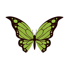 Colorful green butterfly. Isolated graphic insect. Vector illustration
