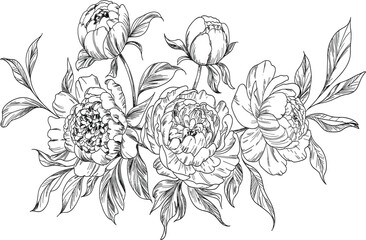 Hand drawn peony flower sketches, botanical illustration with blooming garden peonies and elegant floral buds