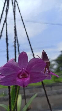 stunning Phalaenopsis orchid (anggrek bulan) blooms elegantly with soft petals, becoming a favorite ornamental flower for homes and gardens.