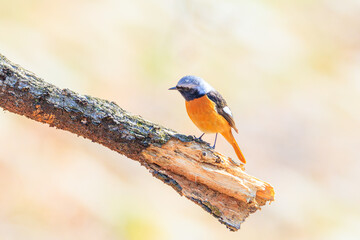 Obraz premium Daurian redstart perched on a tree branch in bright green forest background wildlife bird closeup