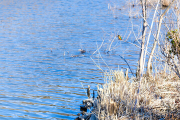 散歩の途中で見つけた春の風景