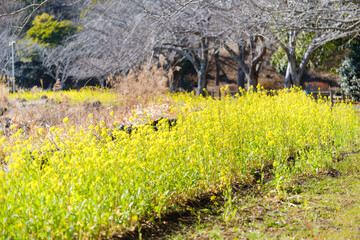 散歩の途中で見つけた春の風景