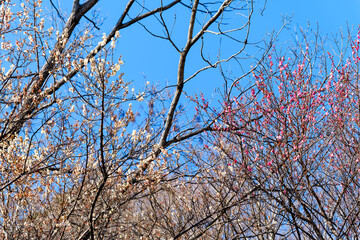 散歩の途中で見つけた春の風景