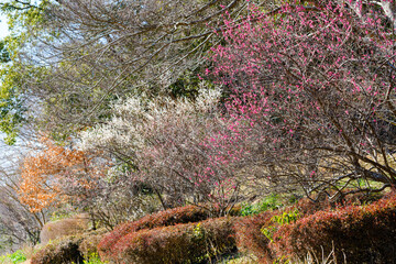 散歩の途中で見つけた春の風景