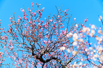 散歩の途中で見つけた春の風景