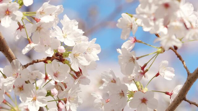 Cherry blossoms and blue sky in spring, Sakura flowers blooming on branches