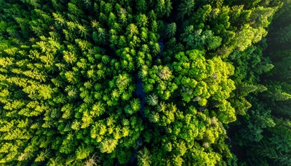 Overhead shot of a dense, vibrant forest canopy with a meandering stream cutting through. Sunlight illuminates the green leaves