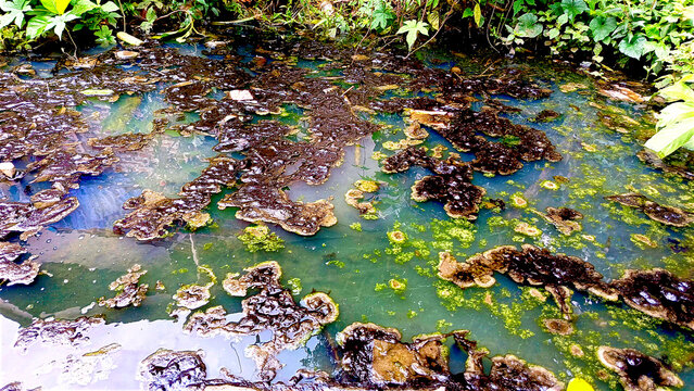 Murky water surface with thick, dark sludge and a greenish film, indicative of severe environmental degradation and unchecked water pollution in a forgotten natural setting