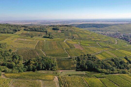 Parcelles de vignes sur les coteaux autour de Westhalten en Alsace