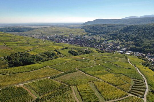 Parcelles du vignoble dominant le village de Westhalten en Alsace
