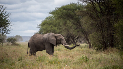 Fototapeta premium Elephant, Tarangire National Park, Tanzania