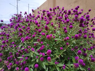 View of Plants and Flowers