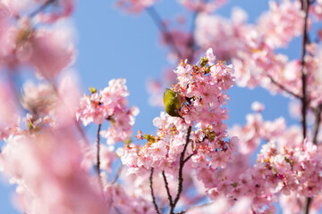 Obraz premium 満開の桜の中で蜜を吸うメジロ 河津桜