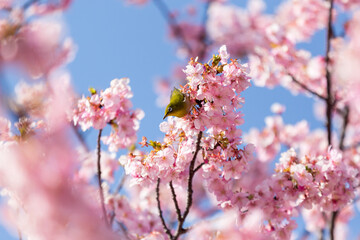 Obraz premium 満開の桜の中で蜜を吸うメジロ 河津桜