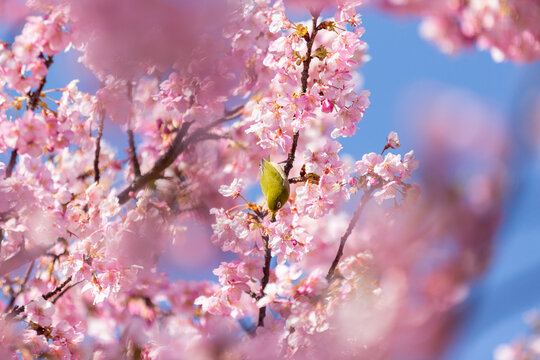 河津桜神奈川」の写真素材 | 803件の無料イラスト画像 | Adobe Stock