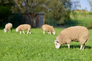 Fototapeta premium Flock of sheep grazing on fresh green grass in a sunny rural pasture. Peaceful farm animals enjoying the outdoors.