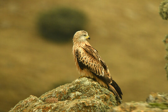 rapaces en la sierra de Avila