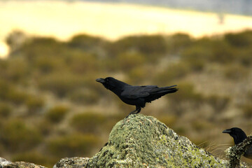Obraz premium rapaces en la sierra de Avila