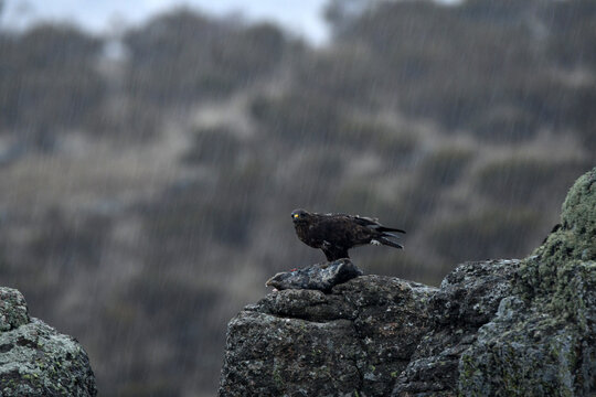 rapaces en la sierra de Avila