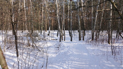 W lesie, zimową, słoneczną porą z widocznym śniegiem i brzozami © tomo81