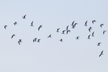Obraz premium Seagull flying with wide wings spread against clear gray sky minimal wildlife nature scene.