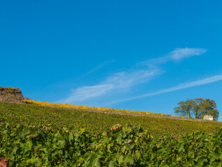 Rebenlandschaft unter blauem Himmel