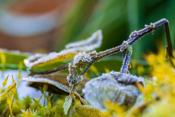 冬の朝に霜が降りて白く凍りついた草むらの雑草と枯れ茎 / Frosted weeds and dried stems frozen white on a winter morning